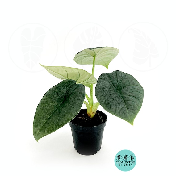 Rare Alocasia Rugosa Melo: Easy Care Starter Plant - Etsy
