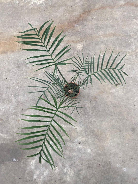 Philodendron Tortum (Rare Plant) - Live Indoor Houseplant – Easy Care Tropical Starter Plant, Beginner Friendly Decorative Foliage