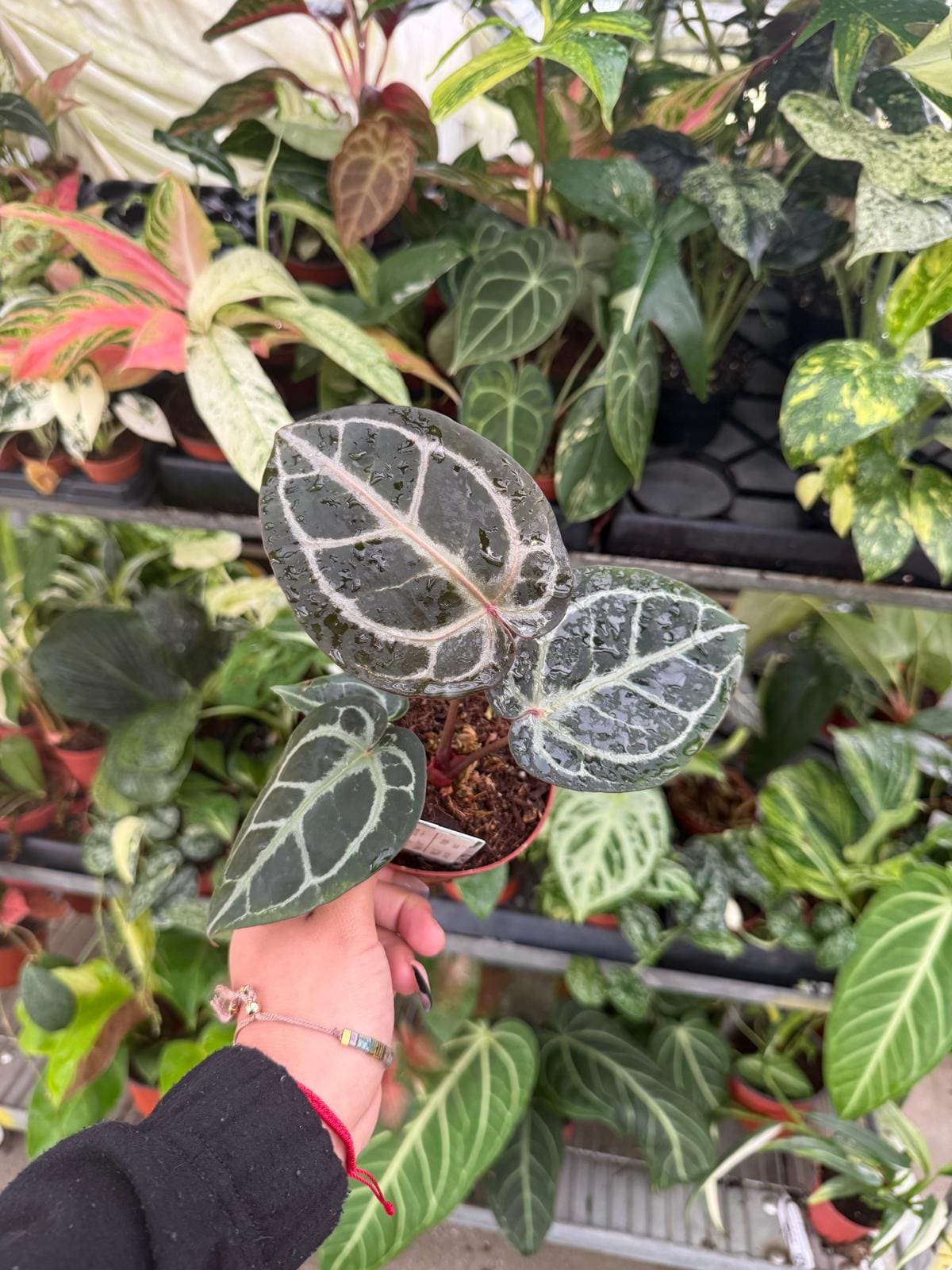 Etrarium/エトラリウム　HAKUGEI Anthurium Red Tiger (hajiulih): Rare Tropical Aroid Indoor