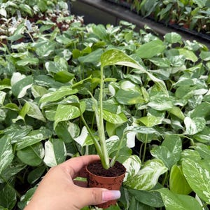 May include: A small potted plant with green and white variegated leaves. The plant is held in a small brown pot, with a background of similar plants in a greenhouse setting. The leaves have a striking pattern of green and white.