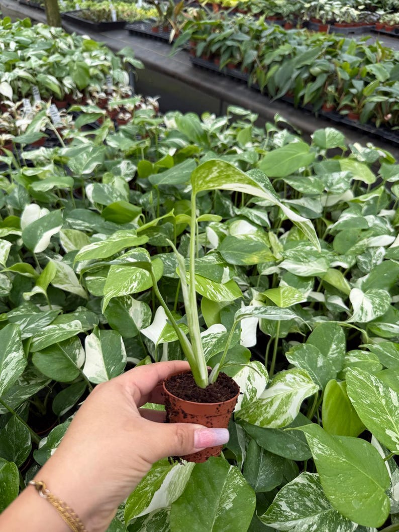 May include: A small potted plant with green and white variegated leaves. The plant is held in a small brown pot, with a background of similar plants in a greenhouse setting. The leaves have a striking pattern of green and white.
