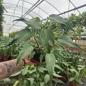 May include: A close-up of a potted plant with large, green leaves. The plant is in a brown pot, and the leaves have a textured appearance. Other plants are visible in the background, suggesting a greenhouse setting.