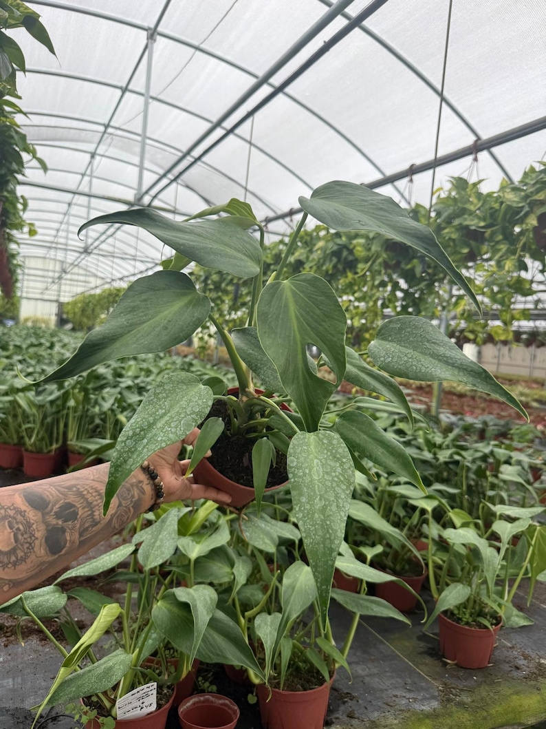 May include: A close-up of a potted plant with large, green leaves. The plant is in a brown pot, and the leaves have a textured appearance. Other plants are visible in the background, suggesting a greenhouse setting.