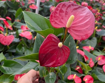 2" Anthurium Red Champion