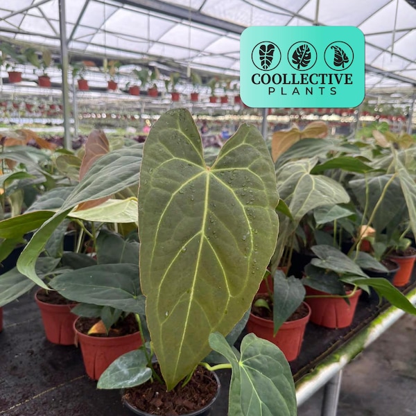 Rare Anthurium Red Crystal x Crystallinum: Exotic Indoor Houseplant, Live Tropical Plant