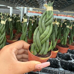 May include: A potted Sansevieria cylindrica plant, also known as a snake plant, with braided leaves. The plant is in a small terracotta pot. Other plants are visible in the background, all with braided leaves and tied with tan twine.