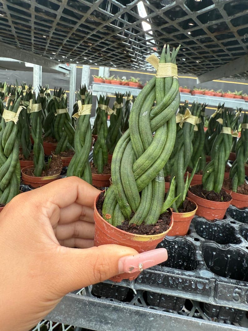 May include: A potted Sansevieria cylindrica plant, also known as a snake plant, with braided leaves. The plant is in a small terracotta pot. Other plants are visible in the background, all with braided leaves and tied with tan twine.