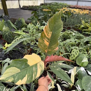 以下が含まれることがあります： 黄、緑、オレンジ色の斑入りの大きな葉を持つ植物のクローズアップ。 植物は小さな黒い鉢に入っており、温室の中で他の鉢植えの植物に囲まれています。 葉にはユニークな模様があります。