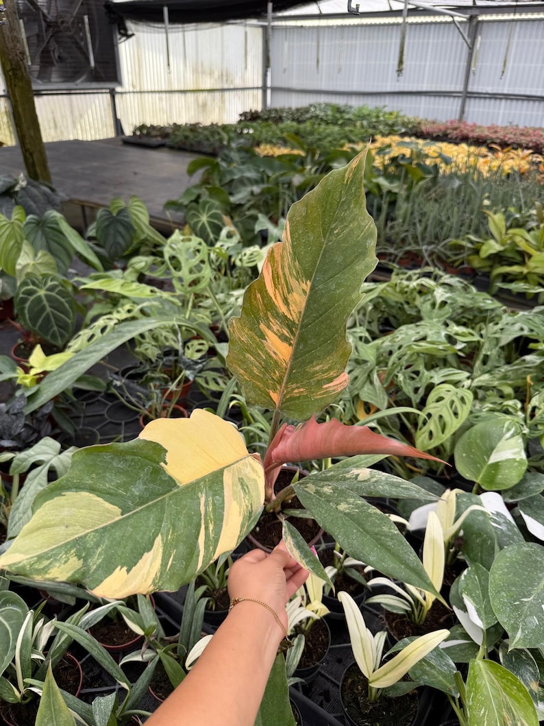 以下が含まれることがあります： 黄、緑、オレンジ色の斑入りの大きな葉を持つ植物のクローズアップ。 植物は小さな黒い鉢に入っており、温室の中で他の鉢植えの植物に囲まれています。 葉にはユニークな模様があります。