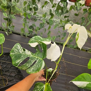 May include: A potted Monstera plant with large, variegated leaves in shades of green and white. The plant is held by a person, showcasing its size and unique pattern. Other plants hang in the background.