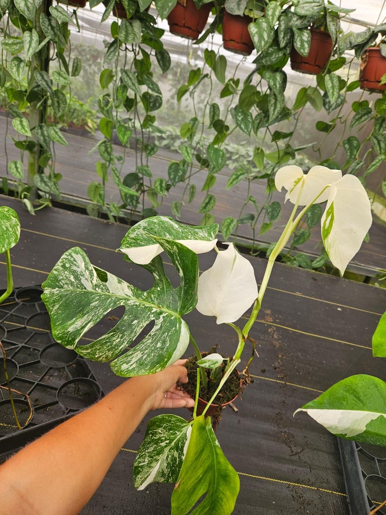 May include: A potted Monstera plant with large, variegated leaves in shades of green and white. The plant is held by a person, showcasing its size and unique pattern. Other plants hang in the background.