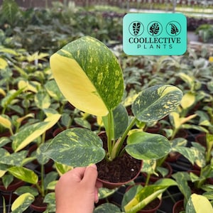 philodendron lemon Philodendron 'Lemon Lime' Upright Vining