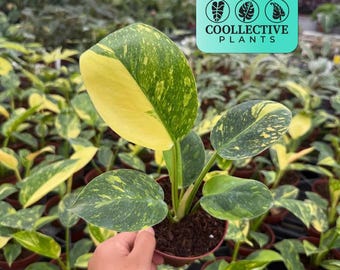 Philodendron Green Congo Variegated Live Plant - Beginner Friendly Tropical Indoor Houseplant – Easy Care Starter Plant