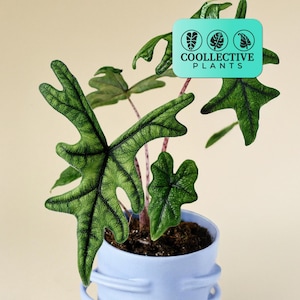Alocasia Jacklyn (Rare Plant) - Live Indoor Houseplant – Easy Care Tropical Starter Plant, Beginner Friendly Decorative Foliage