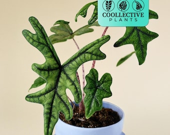 Alocasia Jacklyn (Rare Plant) - Live Indoor Houseplant – Easy Care Tropical Starter Plant, Beginner Friendly Decorative Foliage