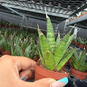May include: A close-up of a potted snake plant, featuring green and white striped leaves with pointed tips. The plant is in a small brown pot, with other similar plants visible in the background. The image is taken in a greenhouse setting.