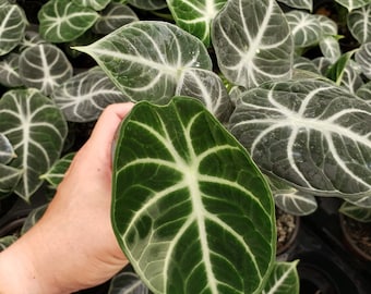 Alocasia Ninja : Indoor Plants - Easy Care Houseplant - Starter Plant ,Live Indoor, Easy to Grow - Beginner Plant