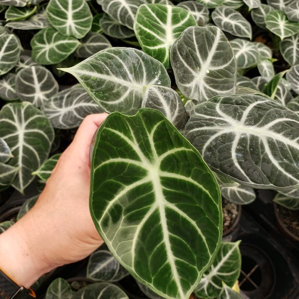 Alocasia Ninja : Indoor Plants - Easy Care Houseplant - Starter Plant ,Live Indoor, Easy to Grow - Beginner Plant