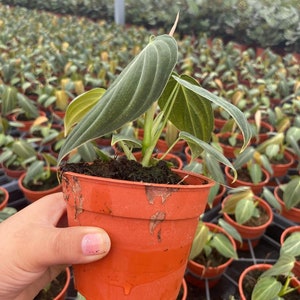 K&ouml;nnte beinhalten: Eine Philodendron micans Pflanze mit samtigen, herzf&ouml;rmigen, dunkelgr&uuml;nen Bl&auml;ttern und hellgr&uuml;nen Blattadern. Die Pflanze befindet sich in einem runden, orangefarbenen Kunststoff-Pflanztopf, der mit dunkler Blumenerde gef&uuml;llt ist.