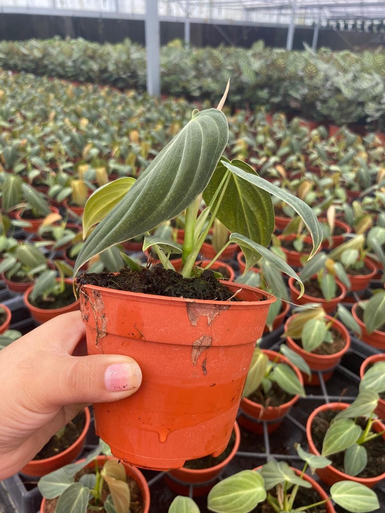 K&ouml;nnte beinhalten: Eine Philodendron micans Pflanze mit samtigen, herzf&ouml;rmigen, dunkelgr&uuml;nen Bl&auml;ttern und hellgr&uuml;nen Blattadern. Die Pflanze befindet sich in einem runden, orangefarbenen Kunststoff-Pflanztopf, der mit dunkler Blumenerde gef&uuml;llt ist.