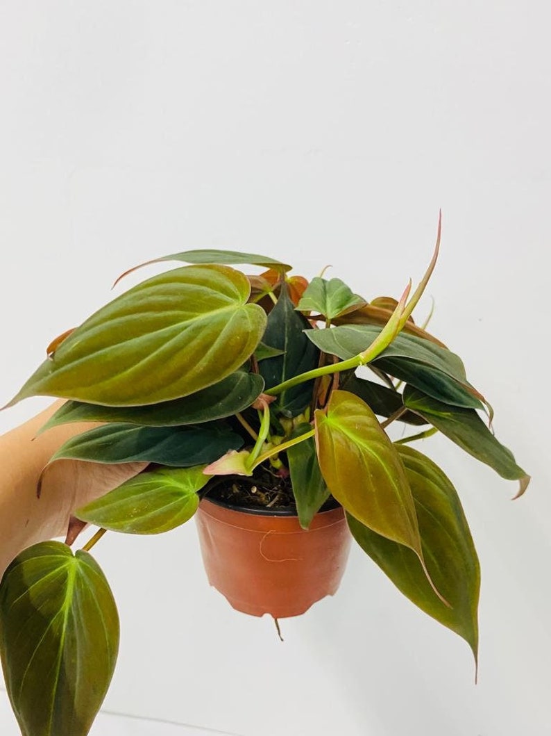 Coollective Plants Philodendron Micans - Thumbnail 4