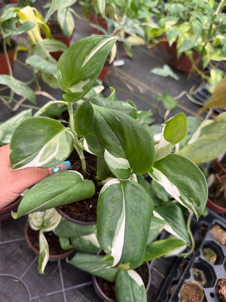 Coollective Plants Scindapsus Treubii - Thumbnail 3