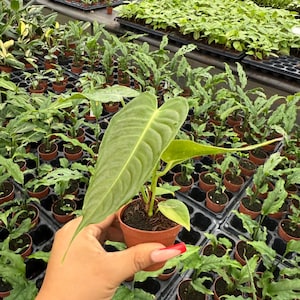 May include: A close-up of a small potted plant with large, green leaves. The plant is held in a hand, with many other potted plants in the background. The plants are in a greenhouse setting.