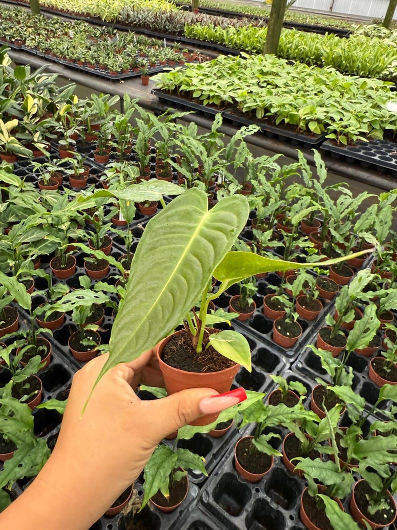 May include: A close-up of a small potted plant with large, green leaves. The plant is held in a hand, with many other potted plants in the background. The plants are in a greenhouse setting.