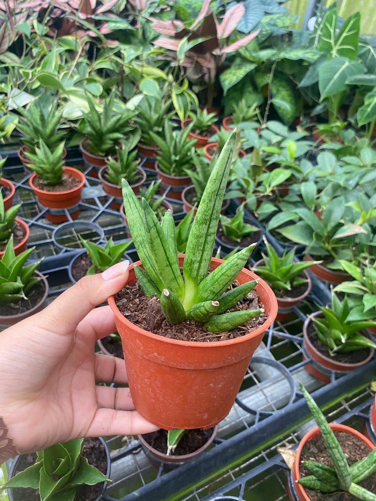 sansevieria moonshine kaufen 8