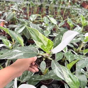 Philodendron White Princess : Indoor Plants - Easy Care Houseplant - Starter Plant ,Live Indoor, Easy to Grow - Beginner Plant