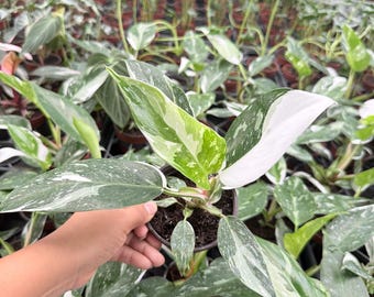 Philodendron White Princess : Indoor Plants - Easy Care Houseplant - Starter Plant ,Live Indoor, Easy to Grow - Beginner Plant