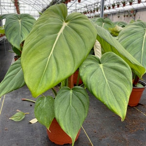 Philodendron Mcdowell :  Indoor Plants - Easy Care Houseplant - Starter Plant ,Live Indoor, Easy to Grow - Beginner Plant