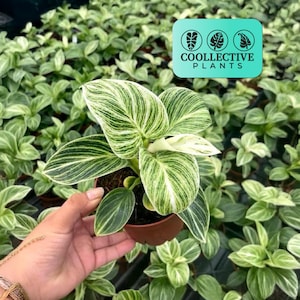Philodendron Bipennifolium Variegated - Etsy