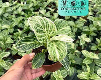 Philodendron Birkin - Easy Care Live Indoor Plant – Tropical Houseplant Starter for Low Light Rooms and Home Décor