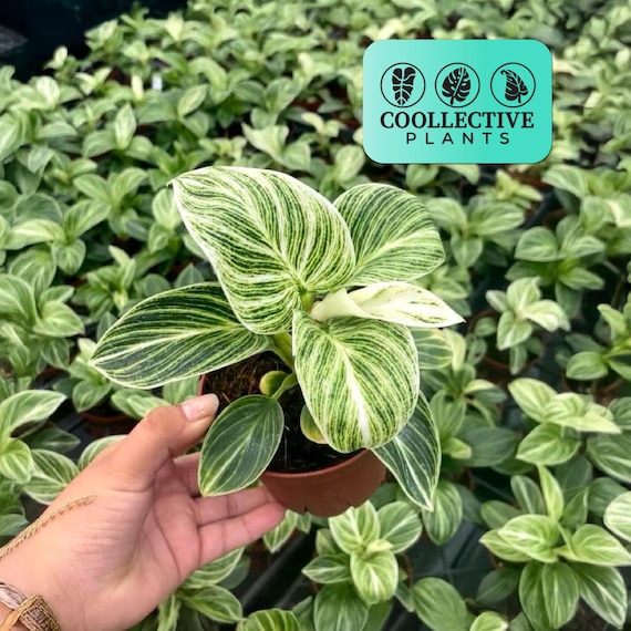 philodendron erubescens red emerald Philodendron 'Red Emerald' 4in