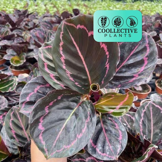 Calathea Roseopicta Dottie – Live Calathea Prayer Plant – Easy Care Indoor Houseplant – Tropical Low Light Plant – Beginner Friendly Starter