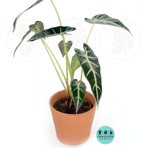 manjula pothos for sale Pothos Manjula | Houseplants