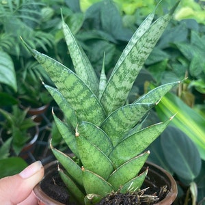May include: A potted snake plant with green and white variegated leaves. The plant is in a brown plastic pot.