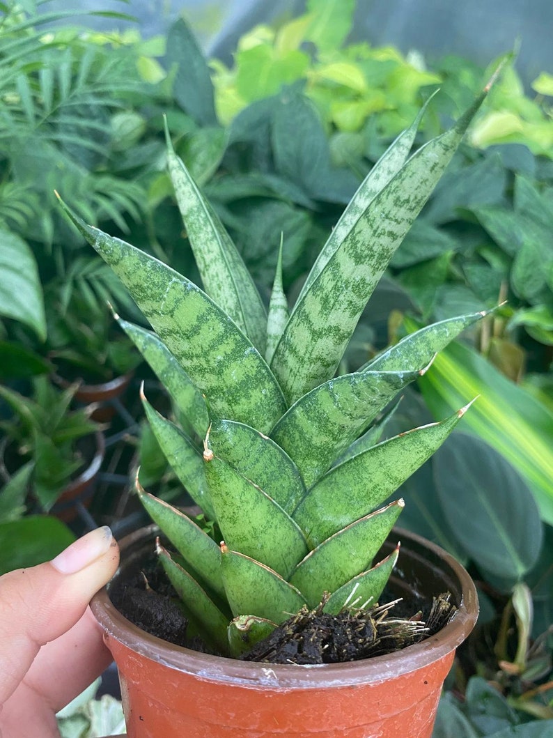 May include: A potted snake plant with green and white variegated leaves. The plant is in a brown plastic pot.