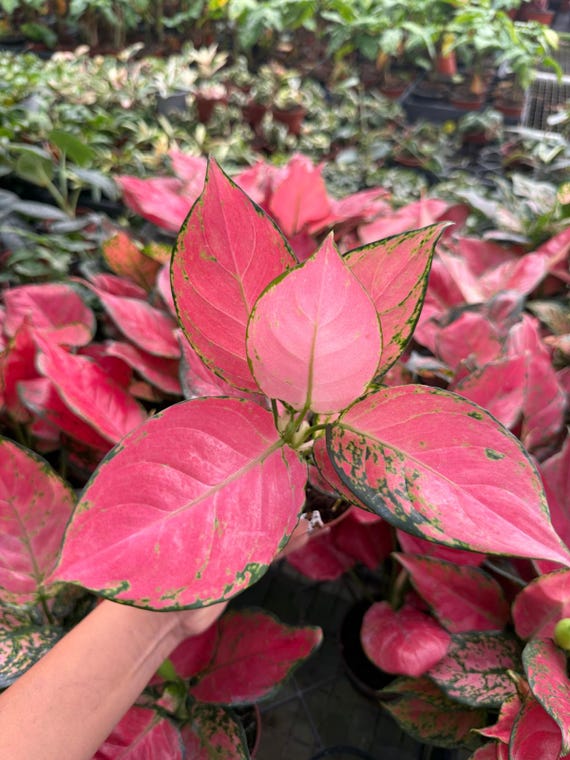 Aglaonema Beauty Pink : Chinese Evergreen Plant - Tropical Indoor