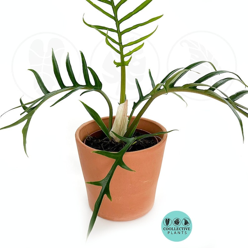 Coollective Plants Philodendron Tortum