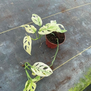 May include: A variegated Monstera adansonii plant with heart-shaped leaves featuring cream and light green patterns and natural fenestrations. The plant is rooted in a small, round, reddish-brown plastic pot filled with dark potting soil.