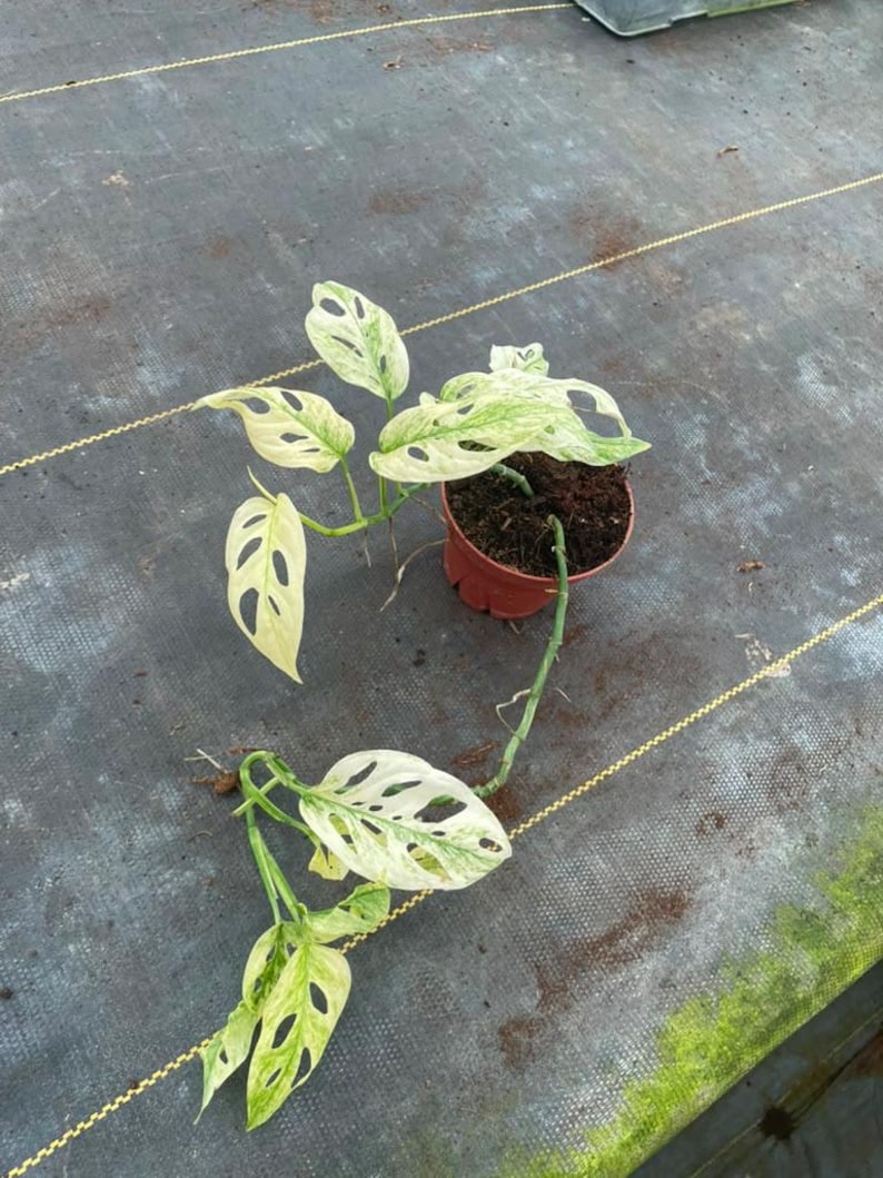 May include: A variegated Monstera adansonii plant with heart-shaped leaves featuring cream and light green patterns and natural fenestrations. The plant is rooted in a small, round, reddish-brown plastic pot filled with dark potting soil.