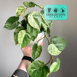 Heart Leaf Variegated Philodendron Live Plant – Small Indoor Tropical Houseplant, Easy Care Beginner Friendly Gift
