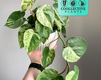 Heart Leaf Variegated Philodendron Live Plant – Small Indoor Tropical Houseplant, Easy Care Beginner Friendly Gift