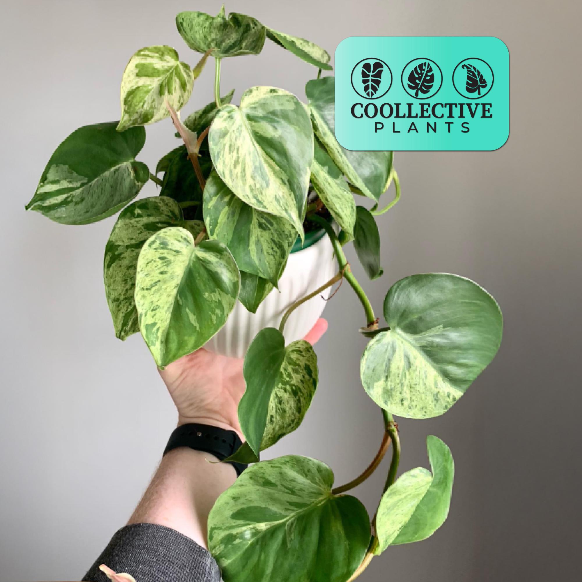 Variegated Philodendron Joepii - Etsy