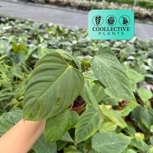 ginger for plants Ginger Plant 'White Butterfly' – Incredible Edible Landscapes main image 0