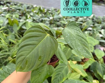 Philodendron Squamiferum : Indoor Plants - Easy Care Houseplant - Starter  Plant ,live Indoor, Easy to Grow - Beginner Plant - Etsy