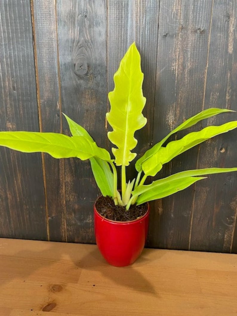 Coollective Plants Philodendron Crocodile