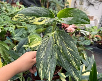 Monstera Standleyana Albo Variegata Indoor Plant – Live Tropical Aroid, Easy Care Decorative Foliage